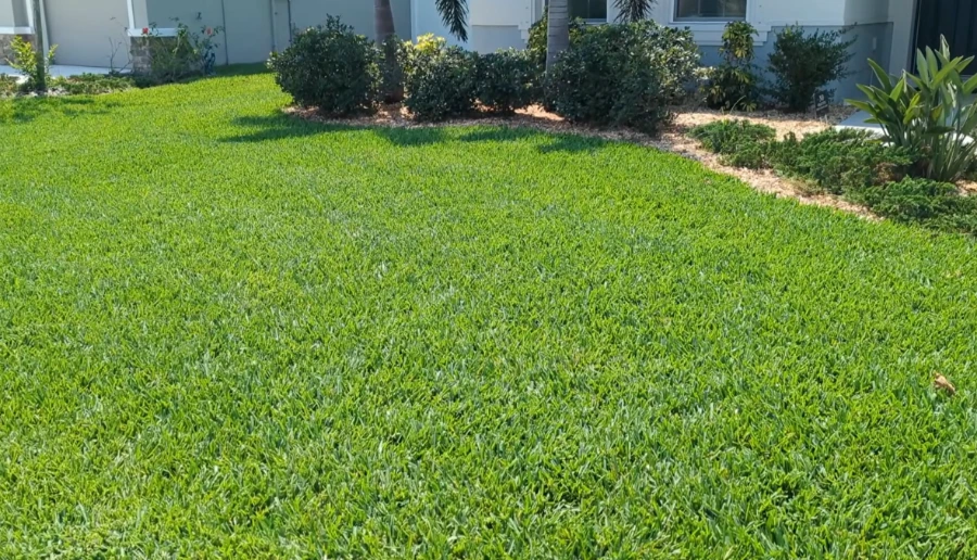 St Augustine grass Killeen TX lawn close up comparison