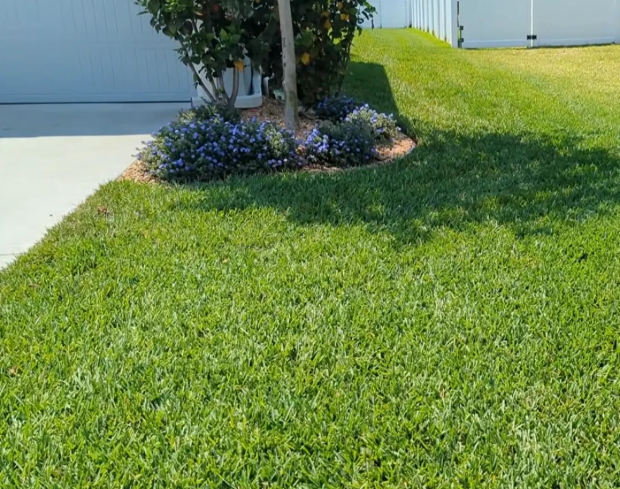 best grass for Killeen TX yard St Augustine and Bermudagrass comparison