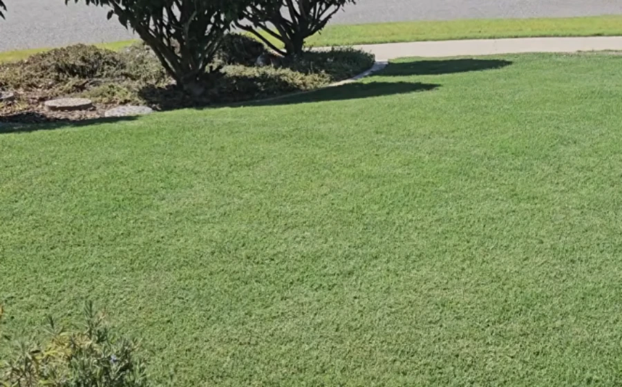 Bermudagrass Killeen TX lawn close up comparison