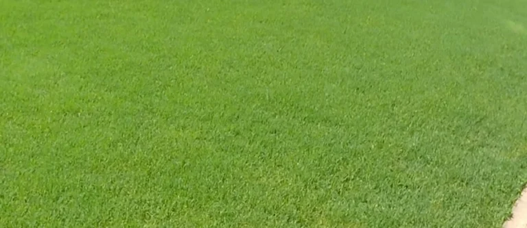 bermudagrass lawn care killeen tx complete guide healthy green turf