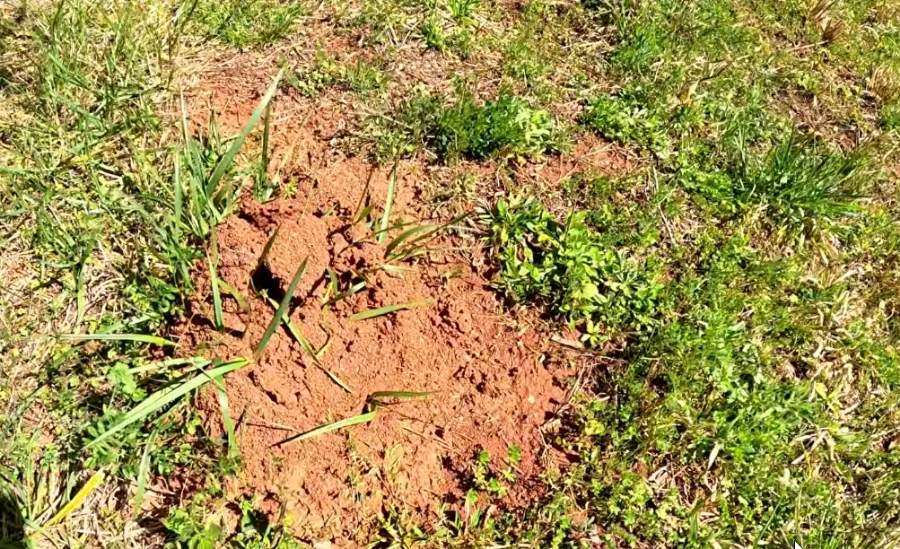 identify fire ant mounds in Killeen TX lawn