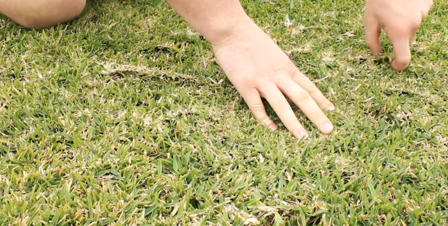 Lawn scalping and unhealthy lawn conditions in Killeen TX
