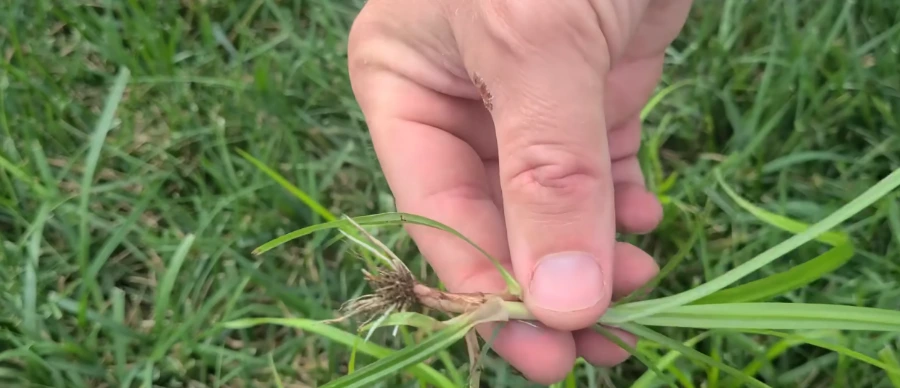 nutsedge Killeen TX lawn control guide