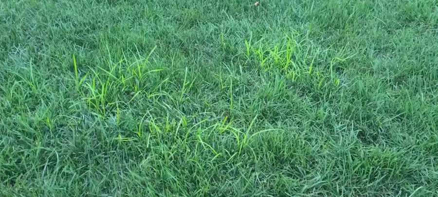 nutsedge in Killeen TX Blackland Prairie clay lawn