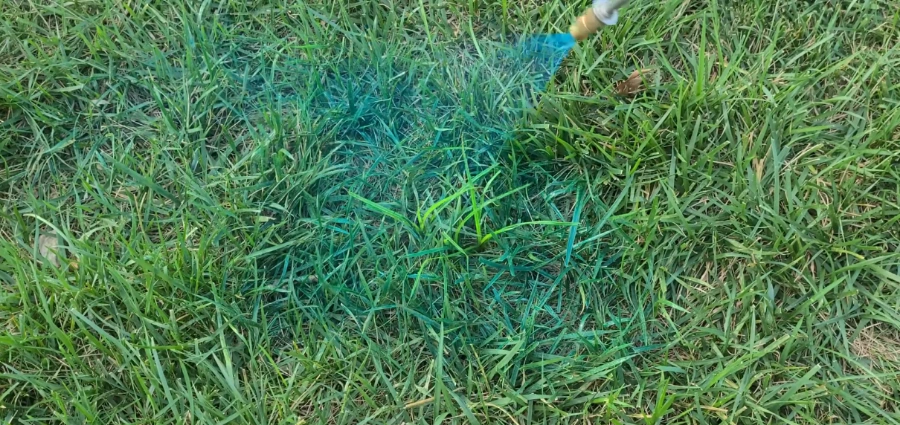 how to identify nutsedge in Killeen TX lawn