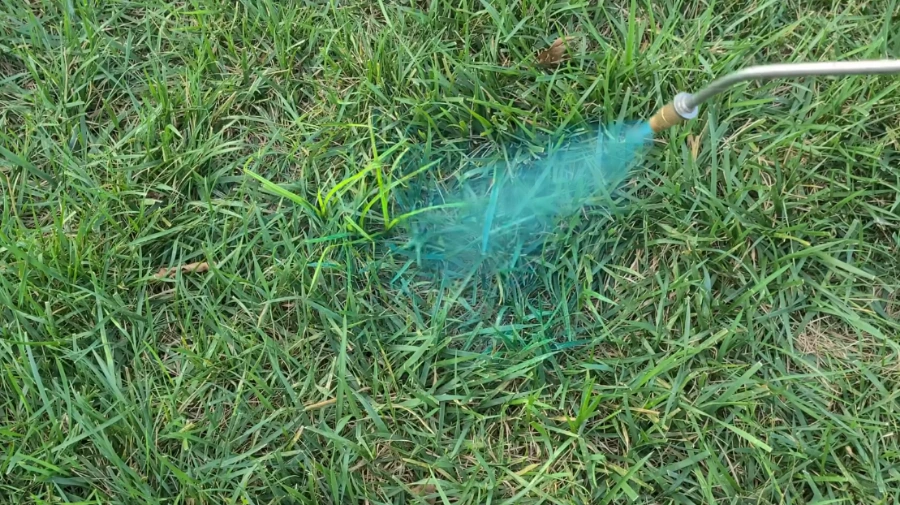 nutsedge treatment Killeen TX lawn sedge specific weed control